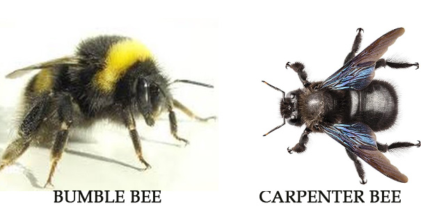 Difference between Carpenter Bees and Bumble Bees