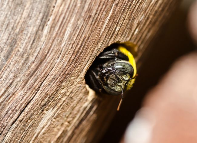 How To Deter Wood Bees