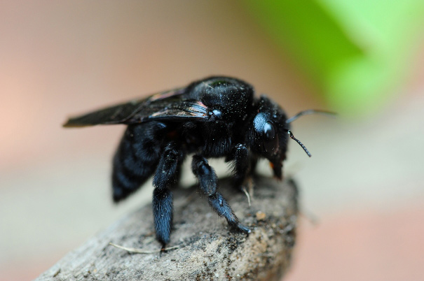 How to Control Carpenter Bees