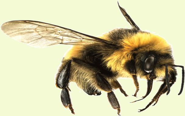 How to Get Rid of Bumble Bees