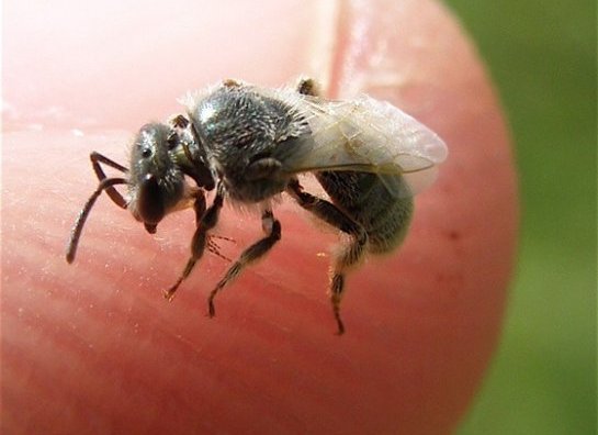 Do Sweat Bees Sting Or Bite