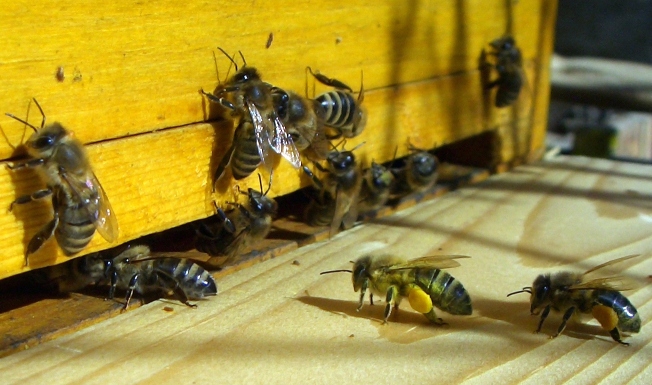 How Long Do Bees Live - Life Span