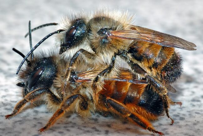 How to raise and attract mason bees