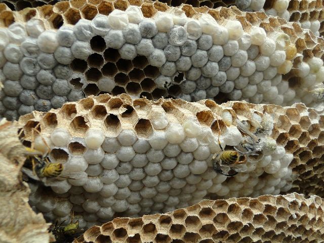 How to get rid of wasps nest