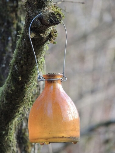 Glass Wasp Trap