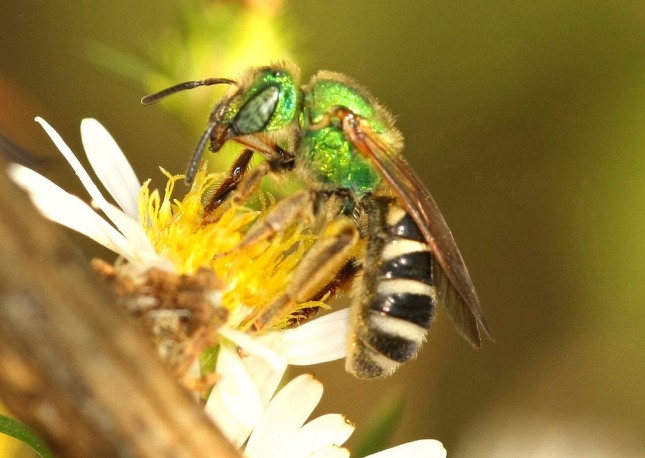 How To Get Rid of Sweat Bees