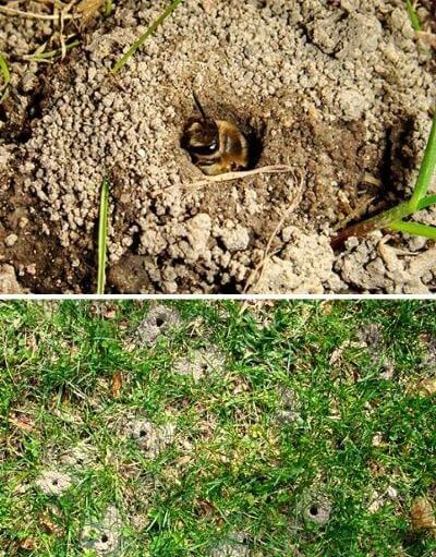 How to Get Rid of Ground Bees