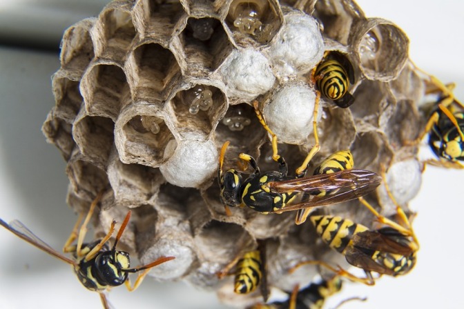 Control and Get Rid of Wasps 