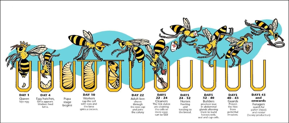 bee life cycle