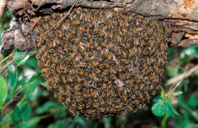 Africanised Honey Bees