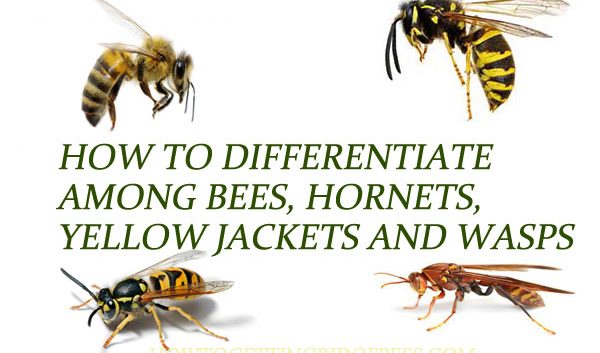 Bees-vs-Wasps-vs-Hornets-vs-Yellow-Jackets