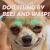 Home Remedies for Dog Stung by Bees and Wasps