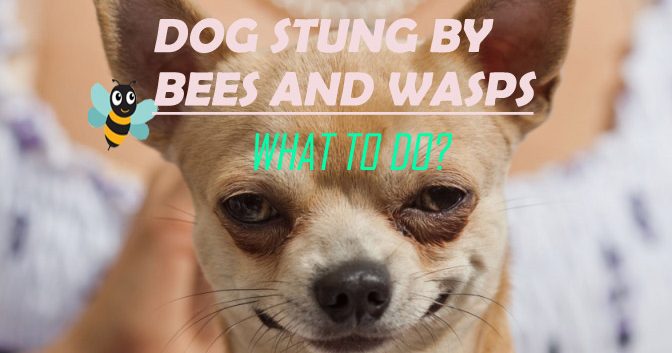 Home Remedies for Dog Stung by Bees and Wasps