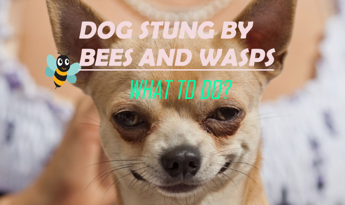 can a wasp kill a dog