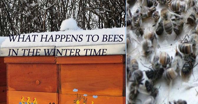 Bees In Winter - Do Bees Hibernate