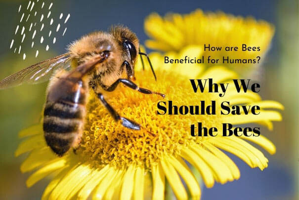 Save The Bees To Save The Earth