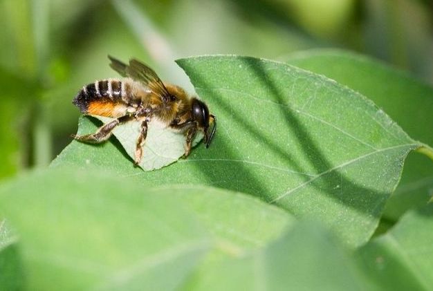 Leafcutter Bees — Habitat and Sting