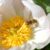 Do wasps pollinate plants and flowers