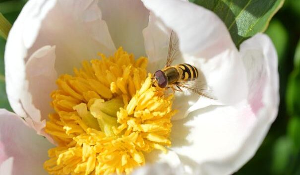 Do wasps pollinate plants and flowers