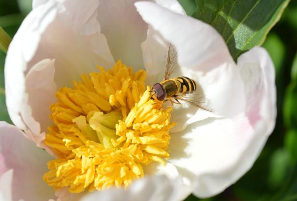 Do wasps pollinate plants and flowers