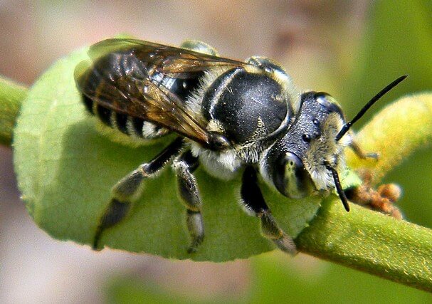  Leafcutter bees are great pollinators