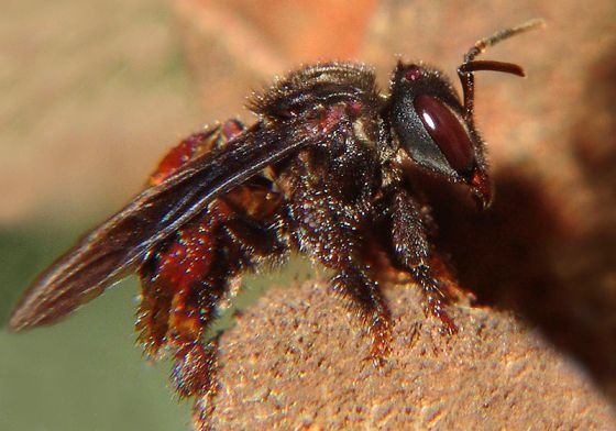 Vulture Bees, Meat-eating Bees