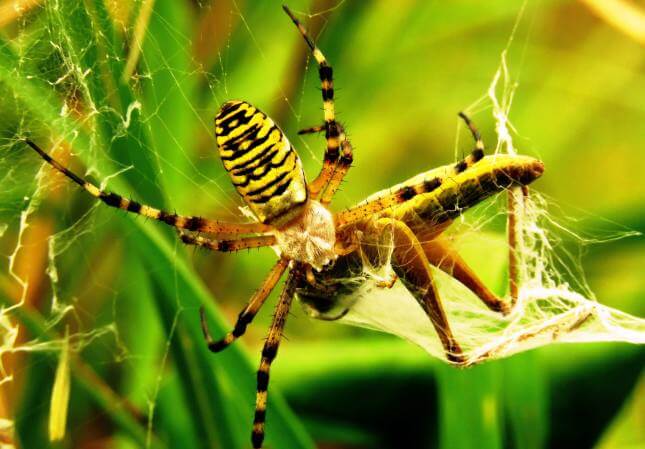 How do wasps eat? How do wasps eat?