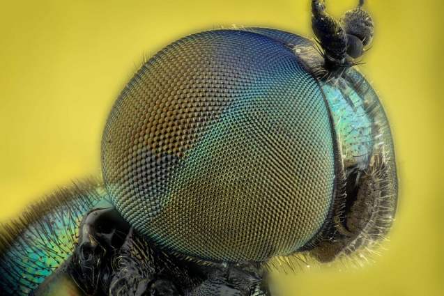 why many eyes does a bee have