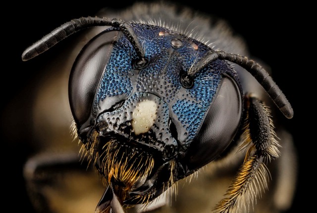 how many eyes do a honey bee have