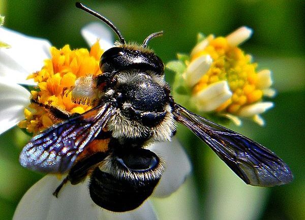 life cycle of a leafcutter bee