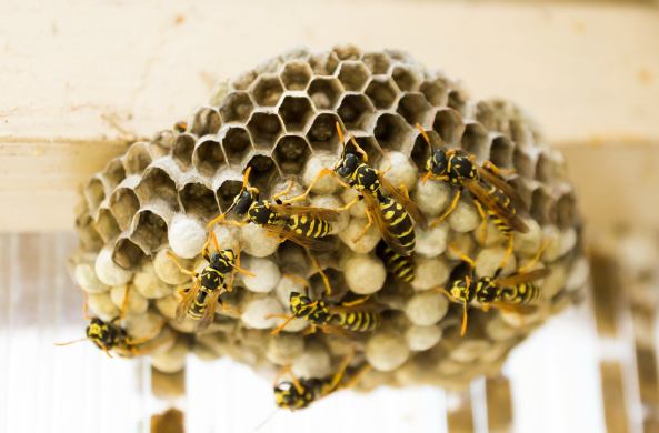 Do Wasps and Hornets Make Honey