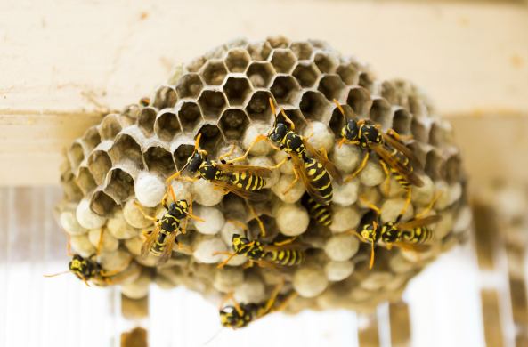 Do Wasps and Hornets Make Honey Do Wasps and Hornets Make Honey