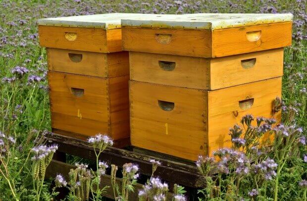 Do Bee Houses Work