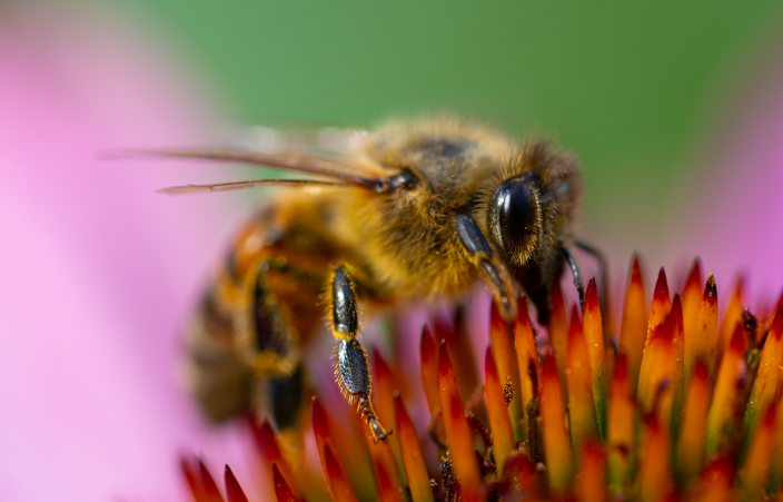 How many wings does a bee have How many wings does a bee have