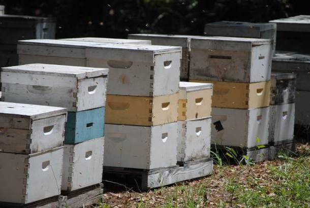 Langstroth Hive Bee Boxes for Sale