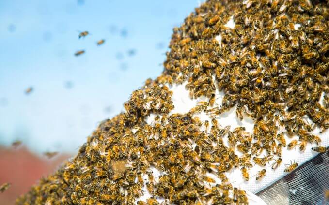 Why and When Do Bees Swarm