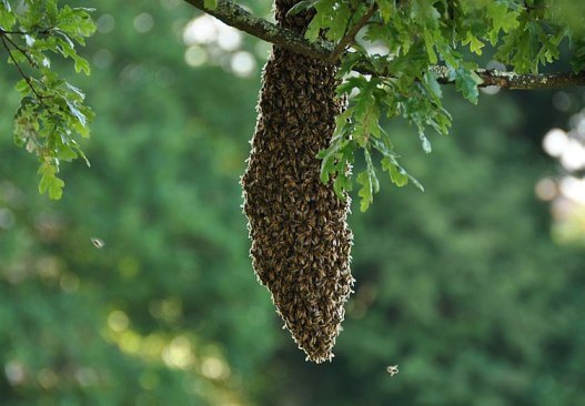 what time of the month do bees usually swarm