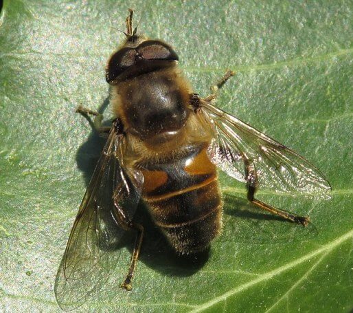 diktator svamp kontroversiel Drone Male Honey Bee (Role and Mating Behaviour)