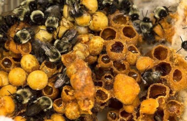 Do bumblebees produce honey