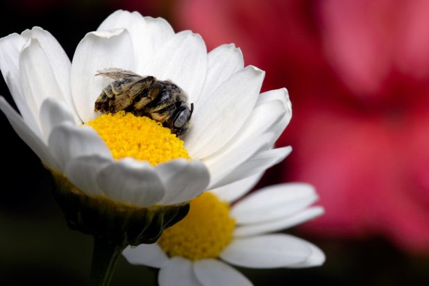 Do Bees Really Sleep in Flowers