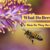 What Do Bees Eat