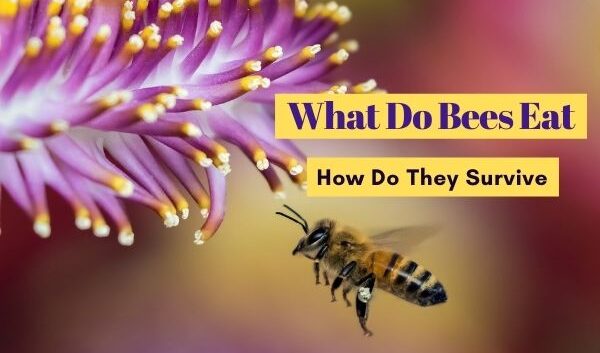 What Do Bees Eat