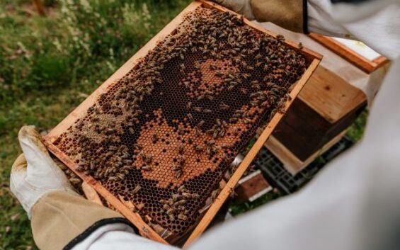 Backyard Beekeeping for Beginners - Guide