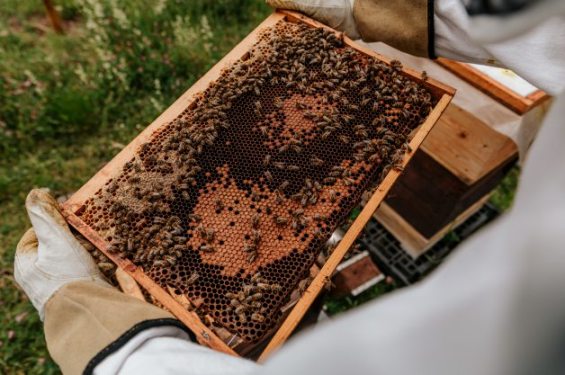 Backyard Beekeeping for Beginners - Guide