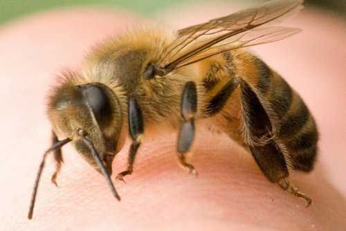 What is bee venom therapy