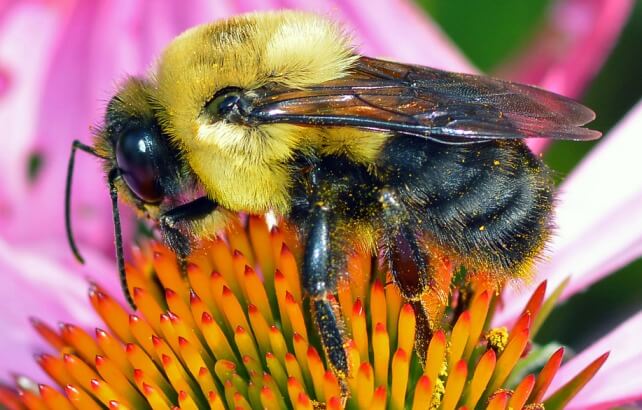 Do bumblebees make honey