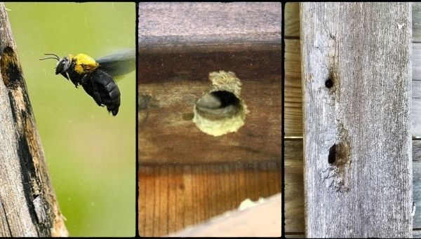 How Do Wood Bees Drill Holes 