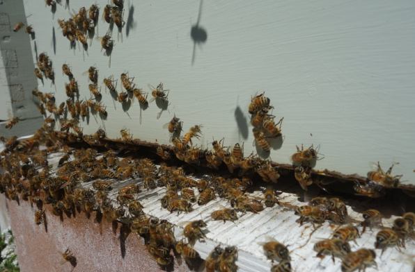 Robber Bees - How to Stop Hive Robbing Robber Bees - How to Stop Hive Robbing