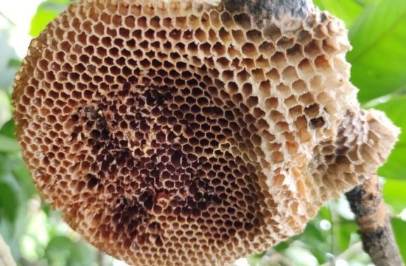 Should I eat honeycomb Should I eat honeycomb