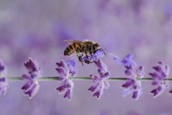 Types of Bee Species, Families and Their Name